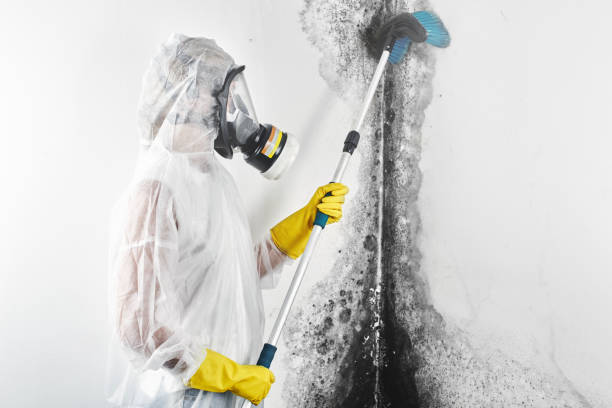 Best Mold Removal for HVAC Installations  in Kaunakakai, HI